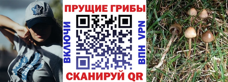 Псилоцибиновые грибы Psilocybe  гидра как войти  Элиста 